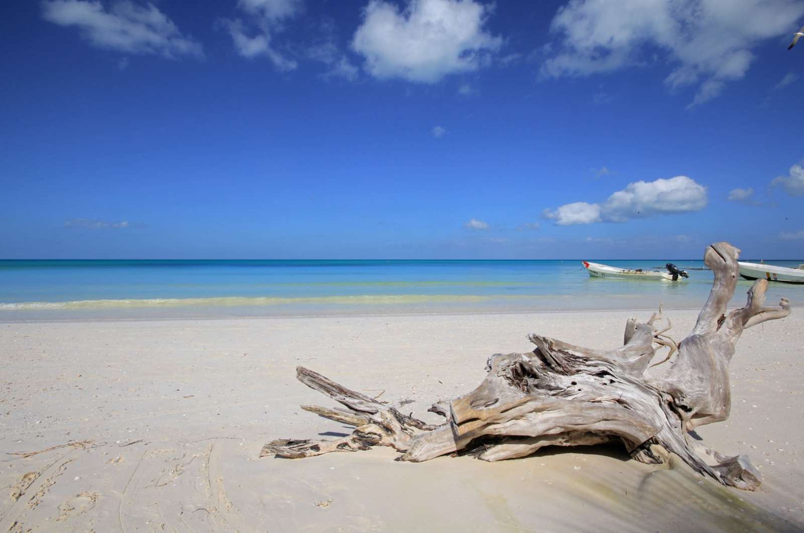 Driftwood at Holbox, Mexico