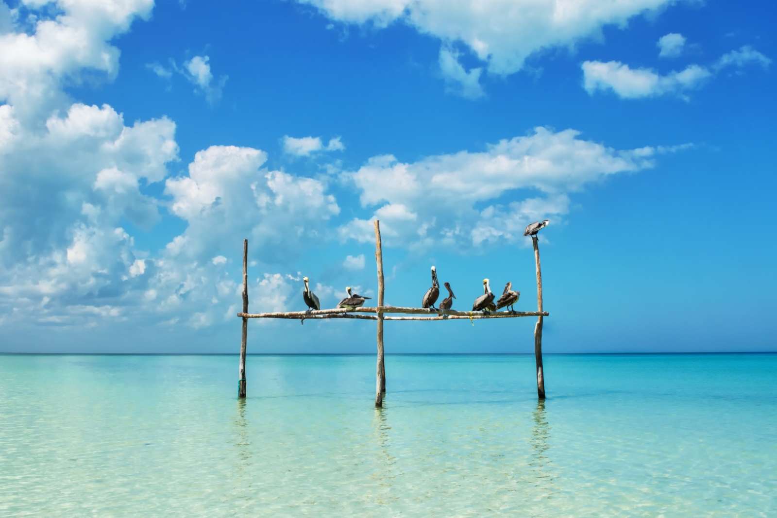 Pelicans at Holbox, Mexico