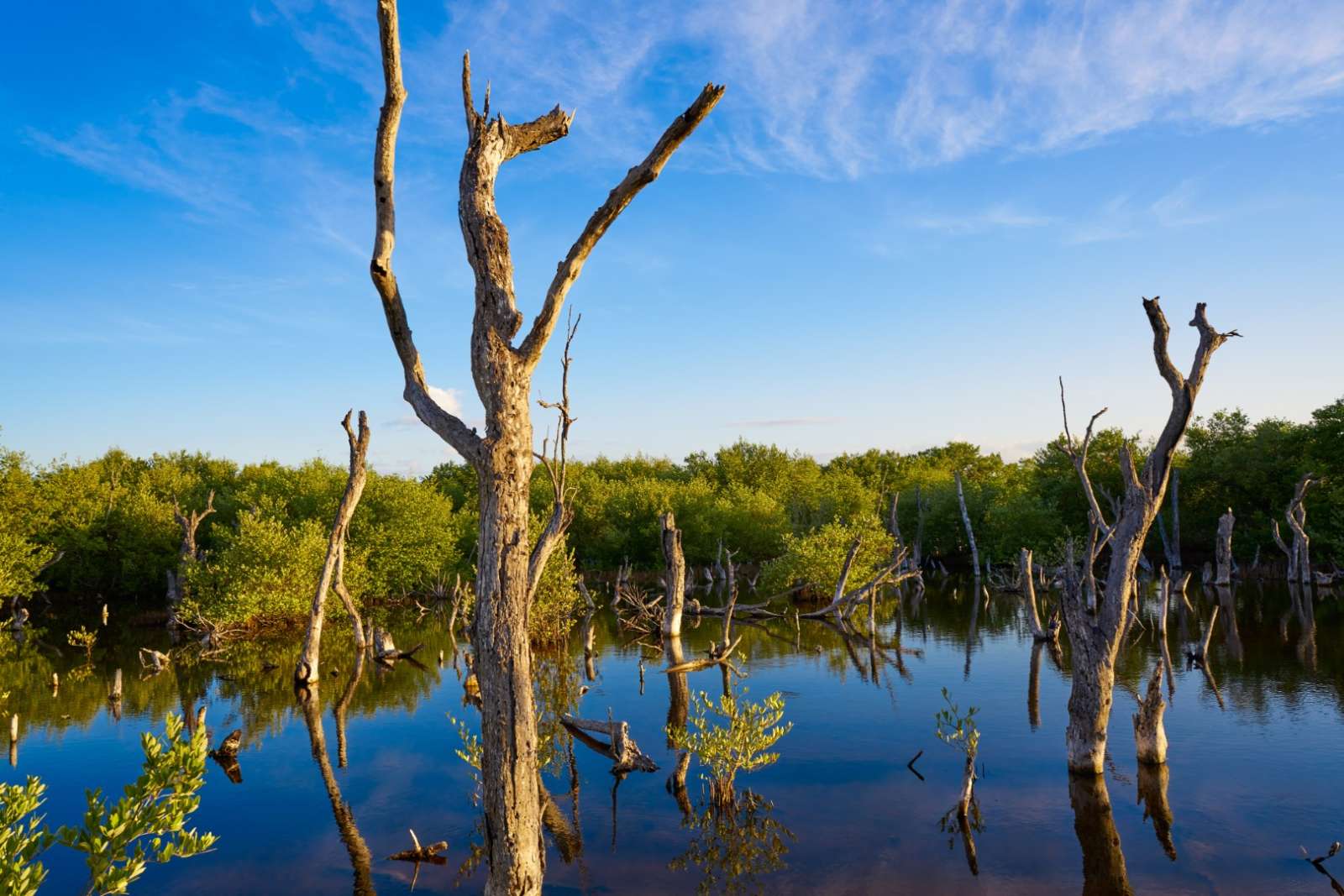 Mangrove at Holbox, Mexico