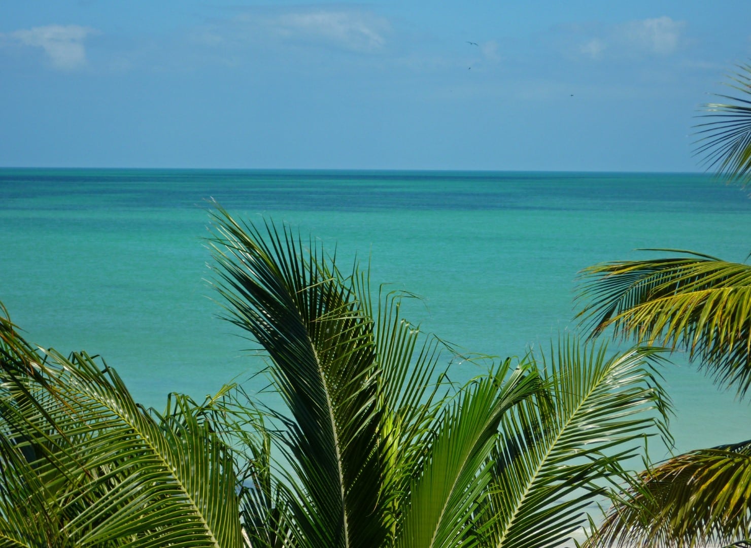 Palm trees at Holbox, Mexico