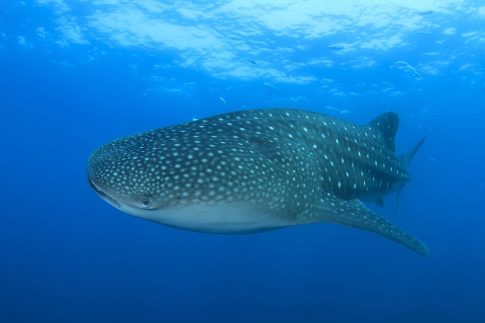 Whale Shark in the waters off Holbox, Mexico