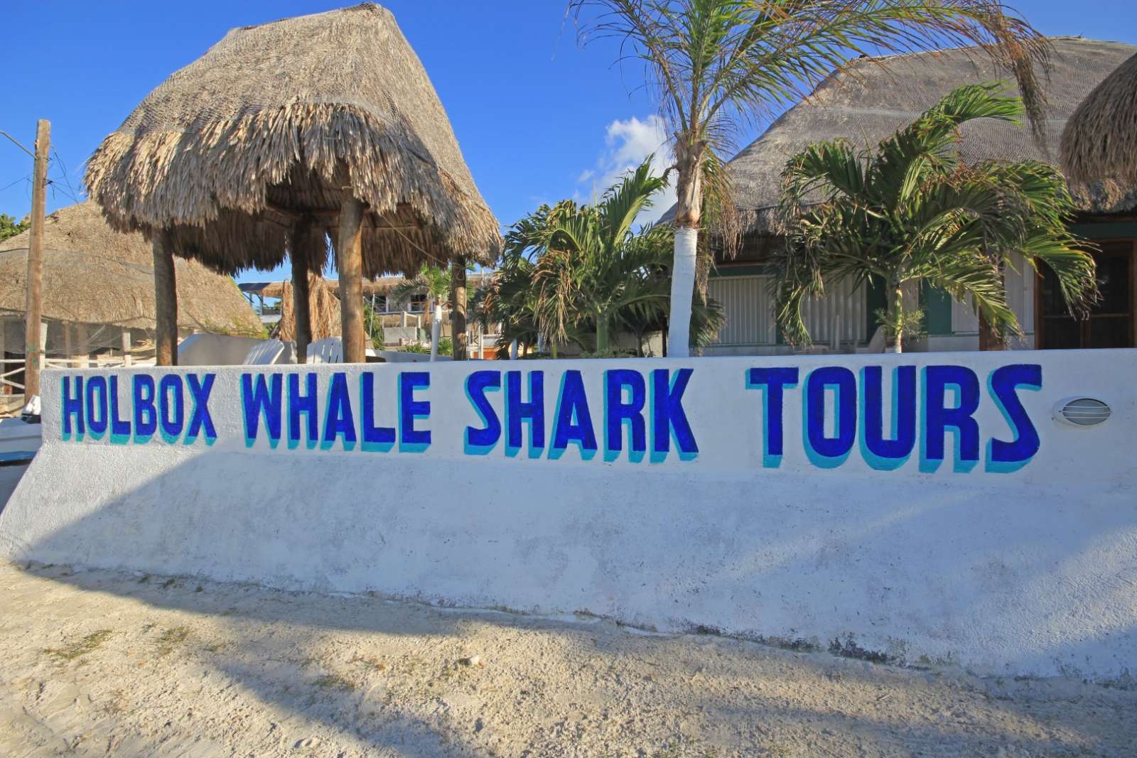 Whale Shark Tours on Holbox, Mexico