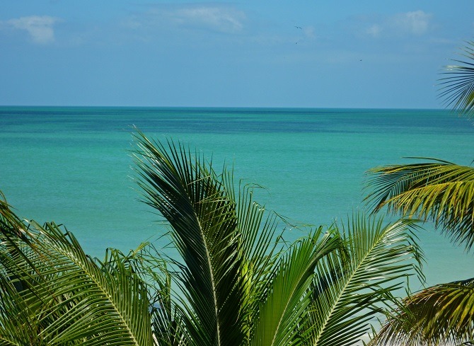 Holbox Palm Trees