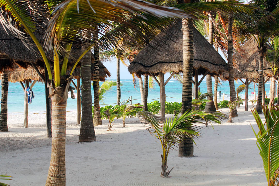 Palm trees at the beach Hotel Akumal Caribe