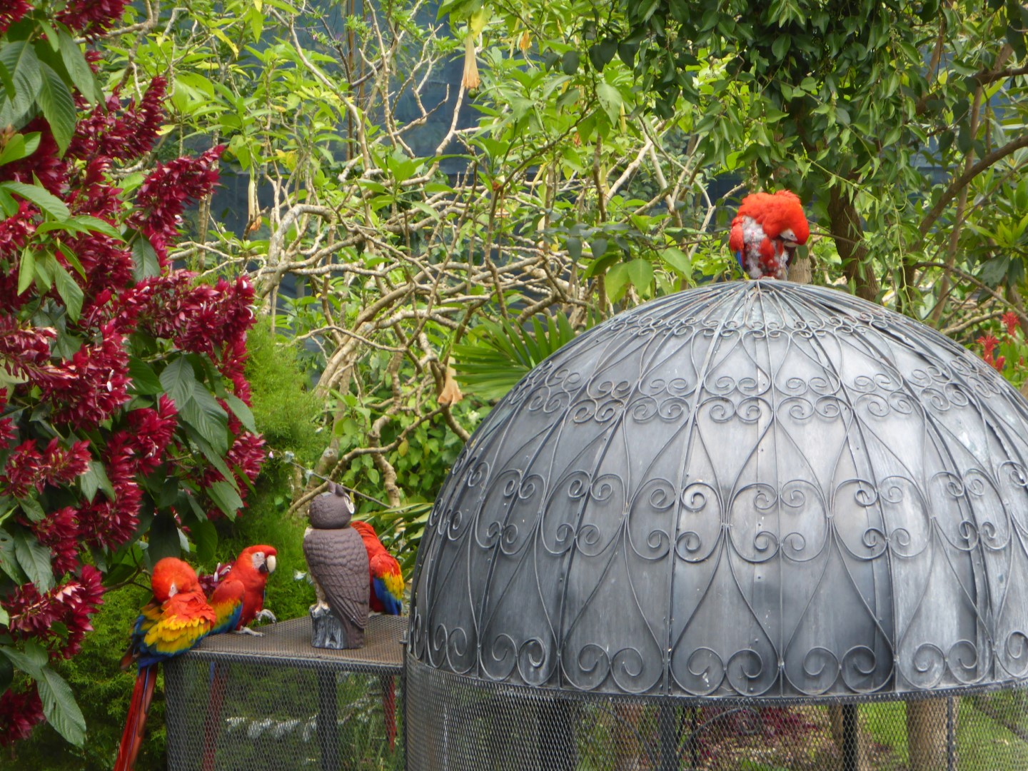 Parrots at Hotel Atitlan