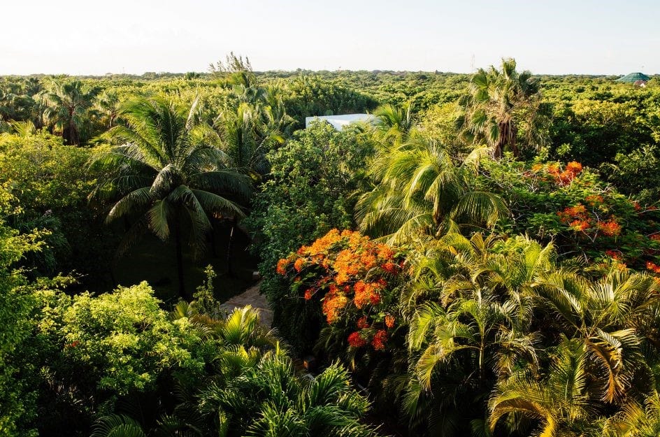 Aerial view of garden at Hotel Esencia