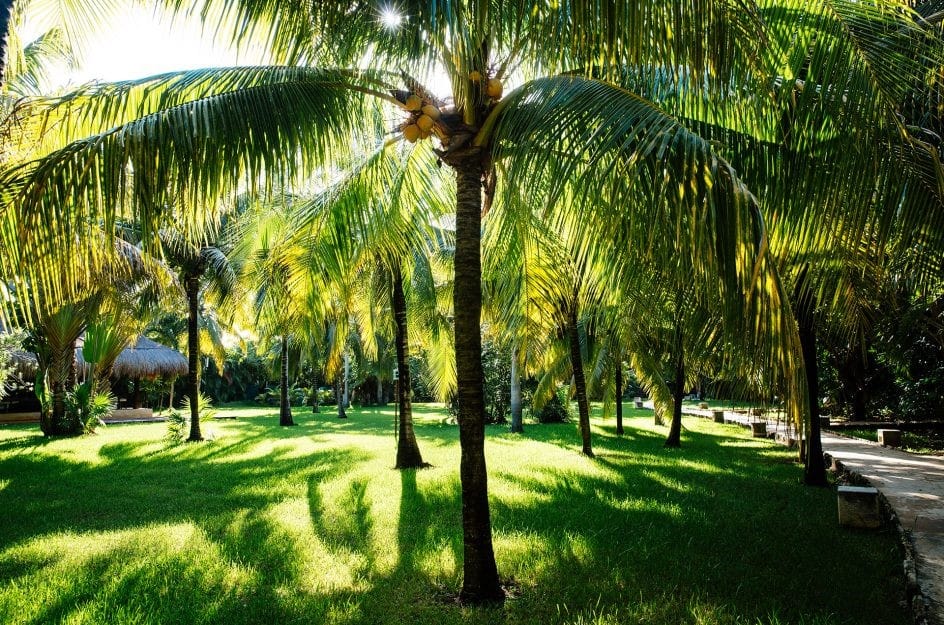 Palm trees in garden at Hotel Esencia