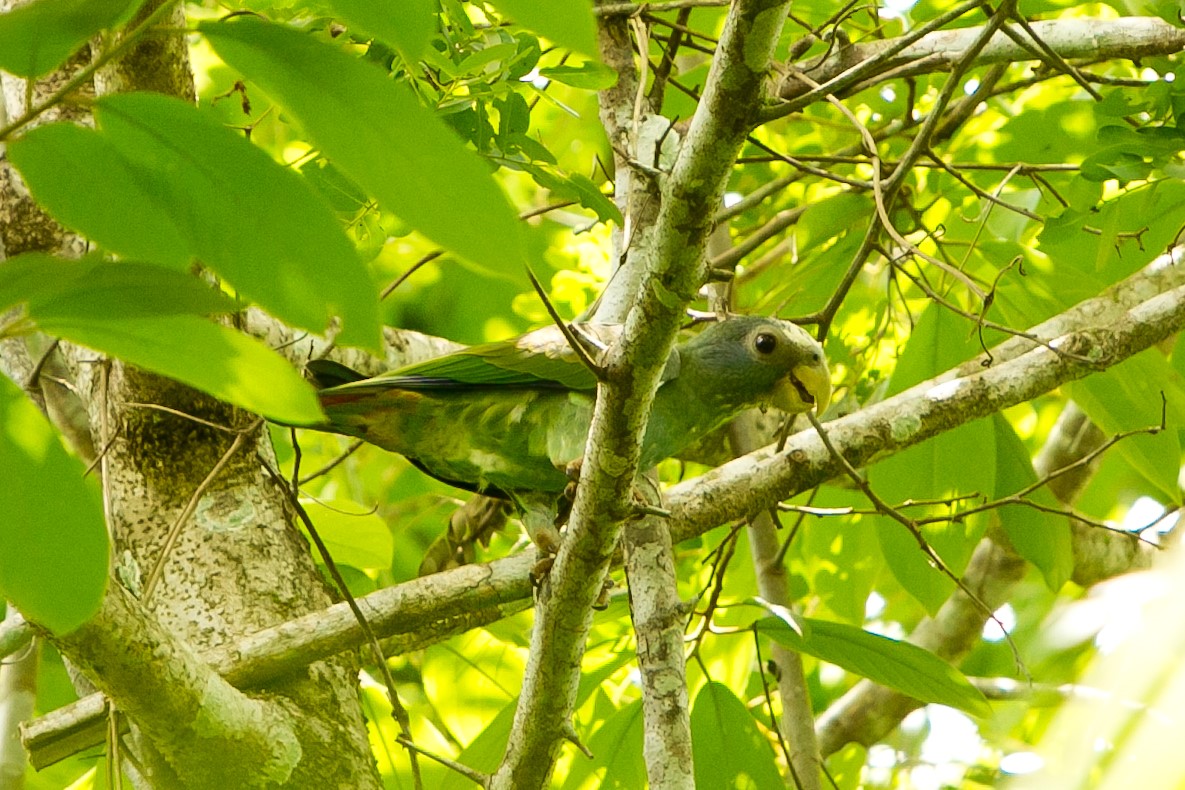 Birdlife at Hotel Las Lagunas, Guatemala