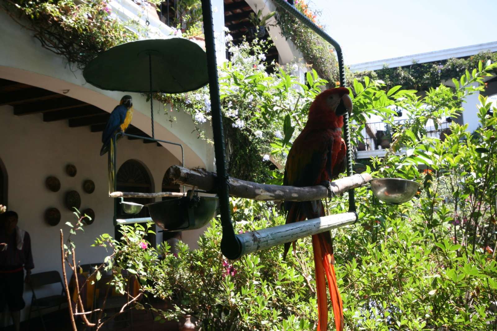 Parrots at Hotel Santo Tomas in Chichicastenango