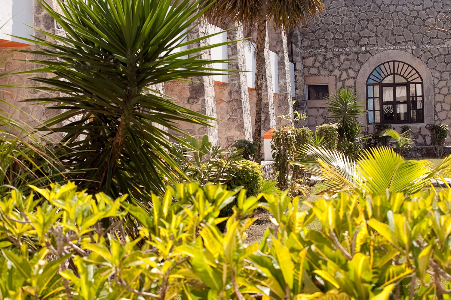 Plants at Hotel Tucan Siho Playa Campeche