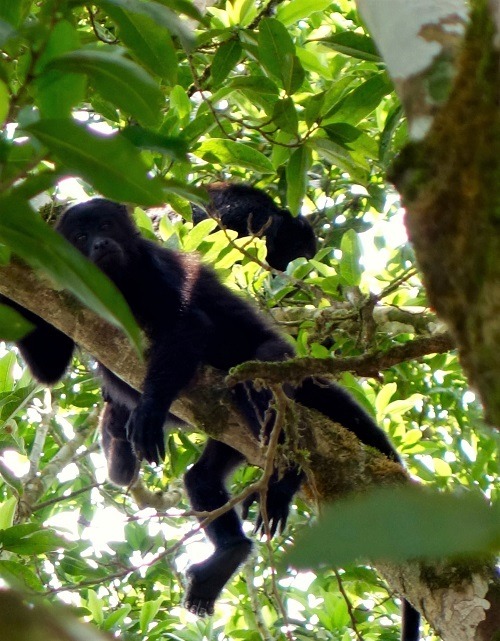 Howler Monkeys