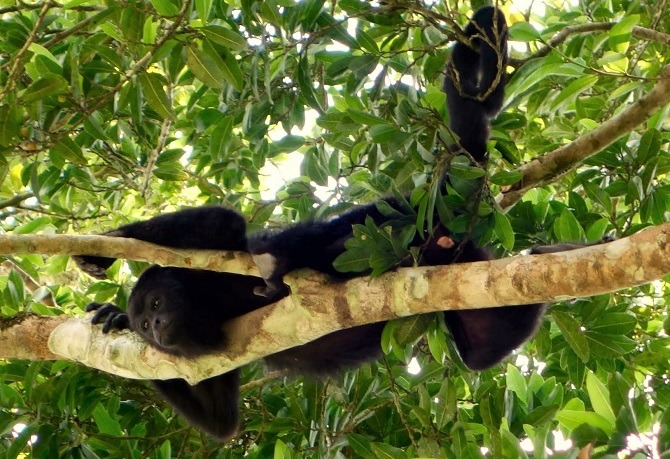 A howler monkey relaxing in a tree