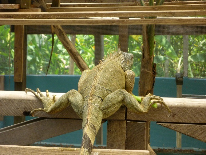 Iguana