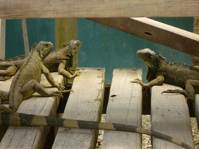 Iguanas