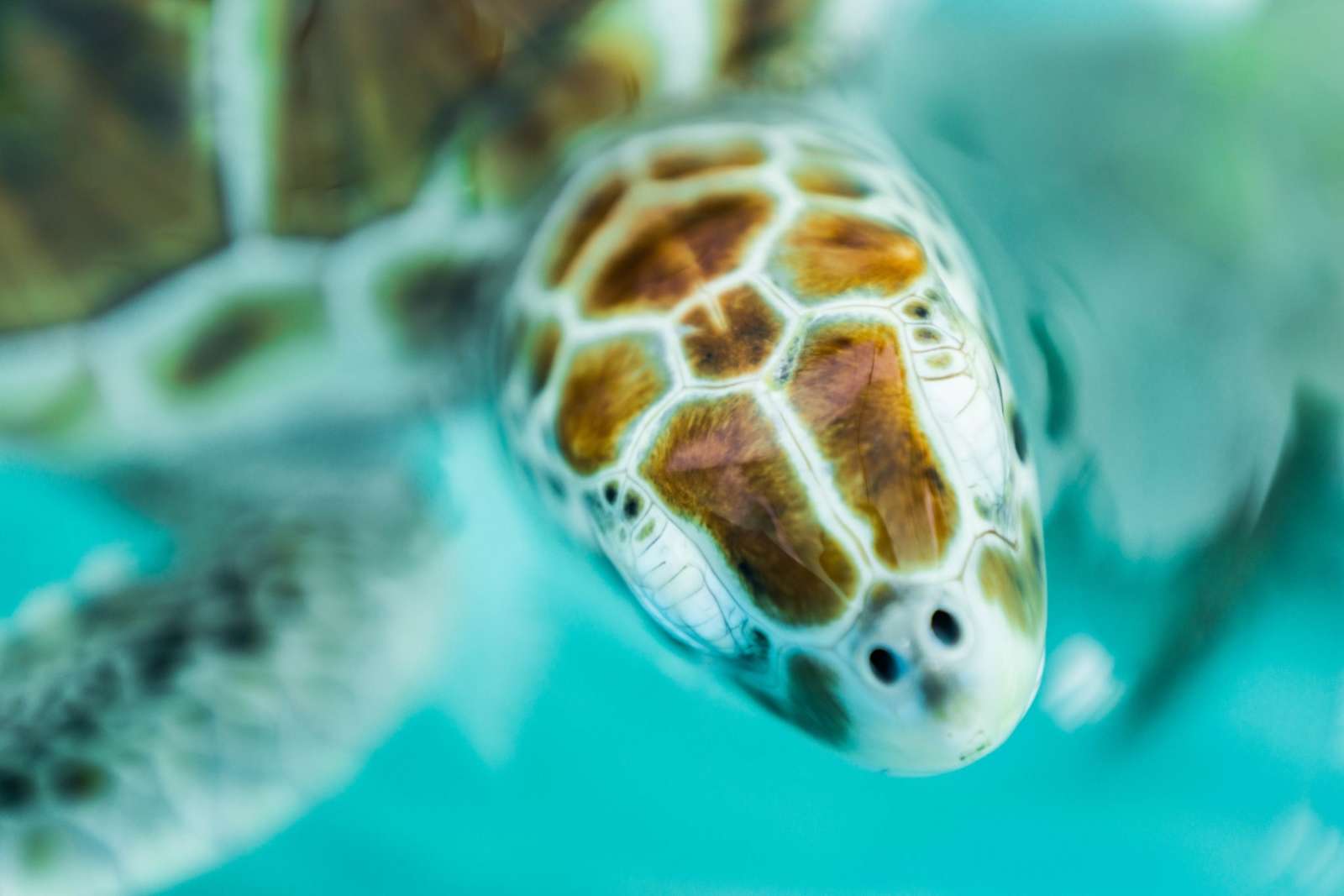 Turtle on Isla Mujeres Mexico