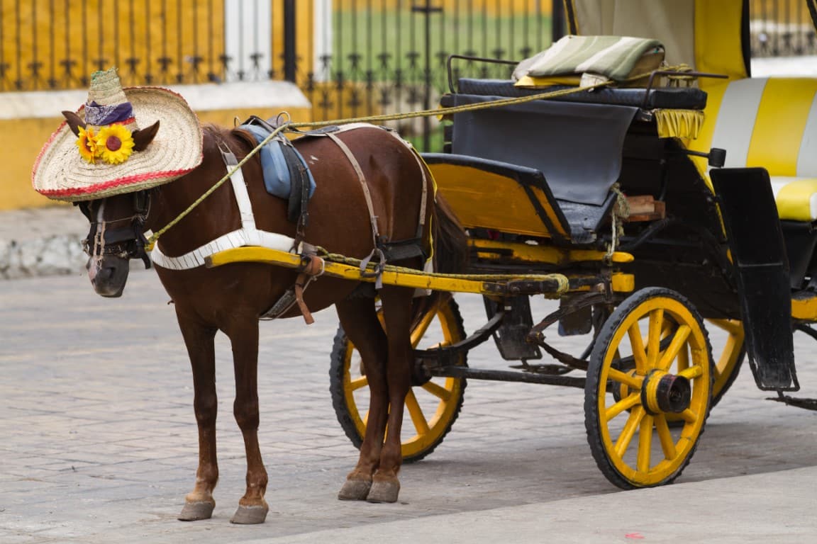 Horse with hat in Izamal Mexico