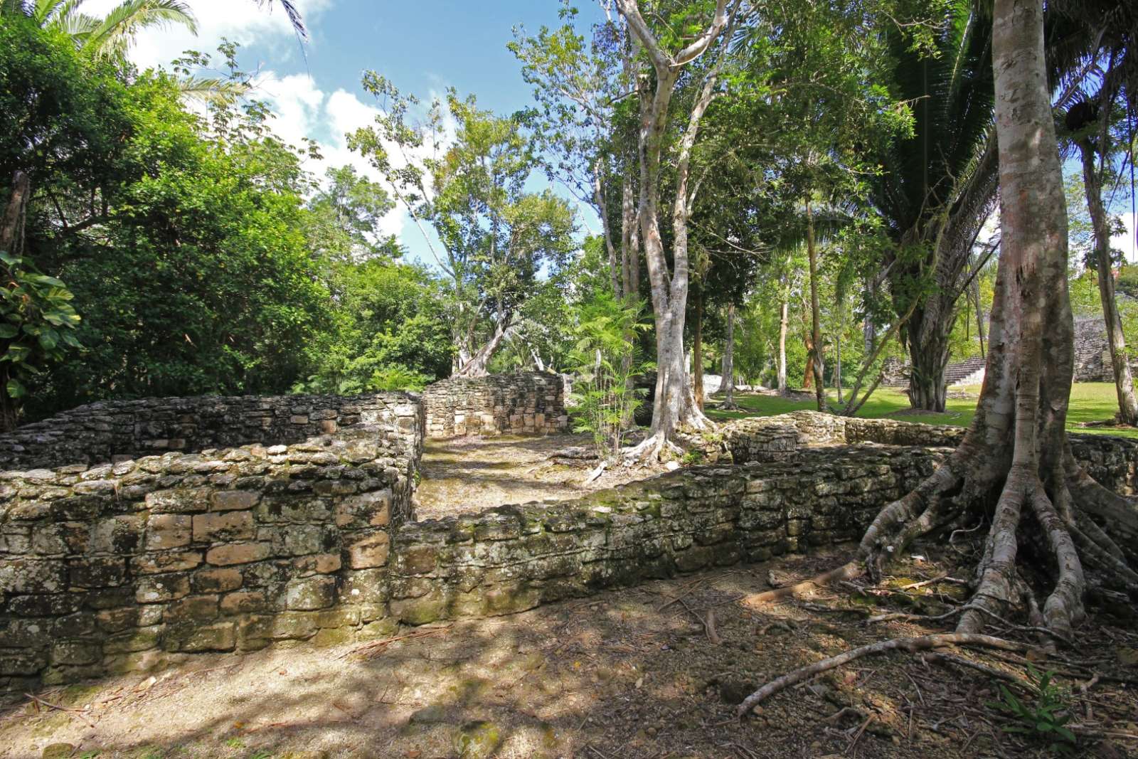 Kohunlich Mexico Trees