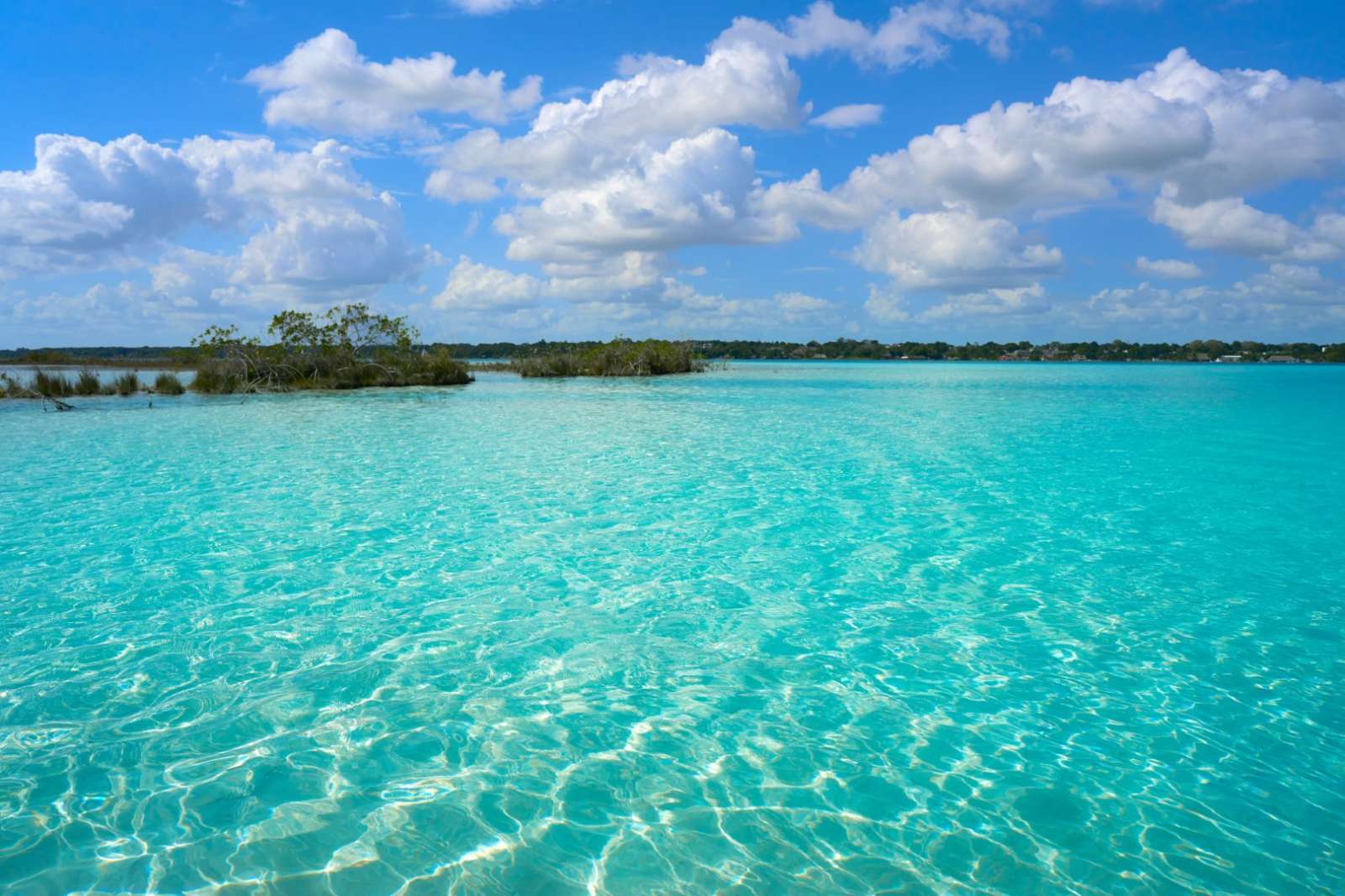 Reed bank on Laguna Bacalar