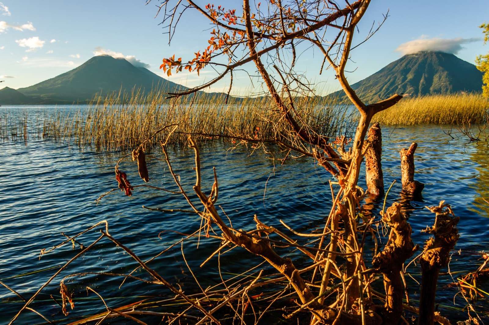 Tree in Lake Atitlan, Guatemala