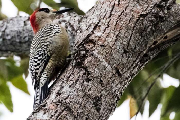 Birdwatching tour at Las Terrazas in Cuba