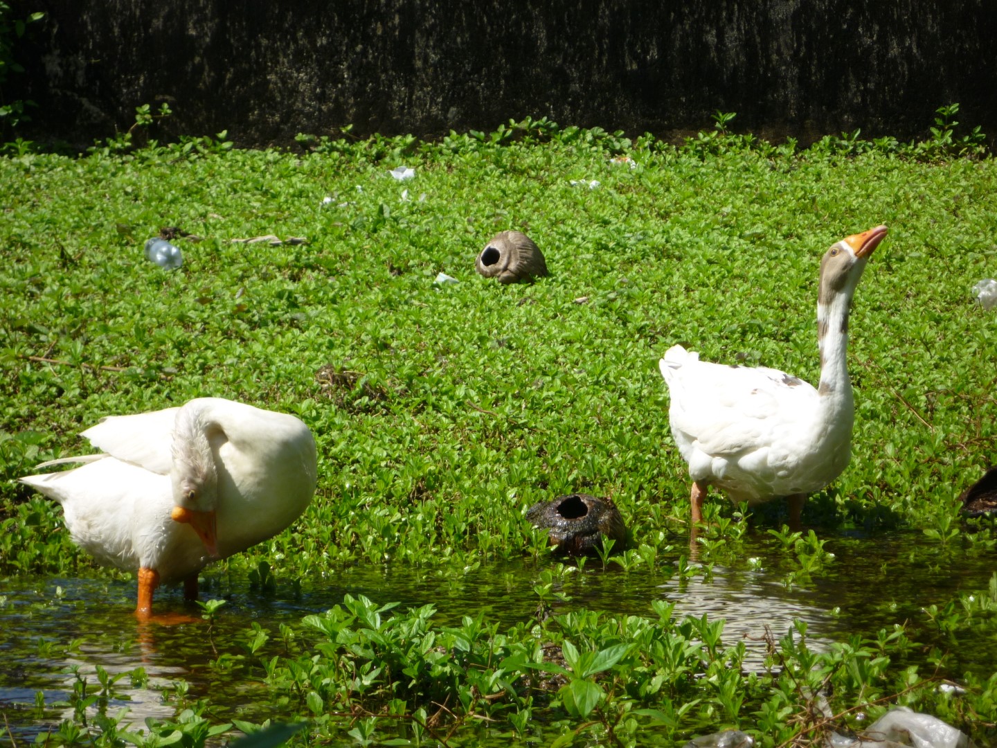 Geese in Livingston, Guatemala