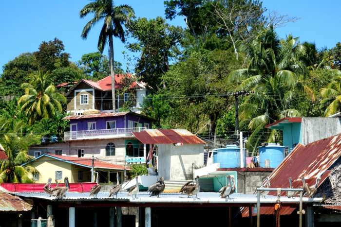 Herons on rooftops in Livingston, Guatemala