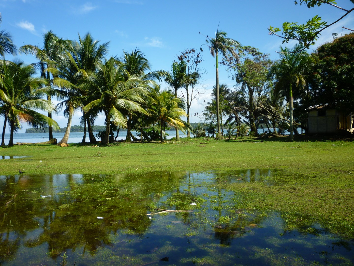 Pond in Livingston, Guatemala