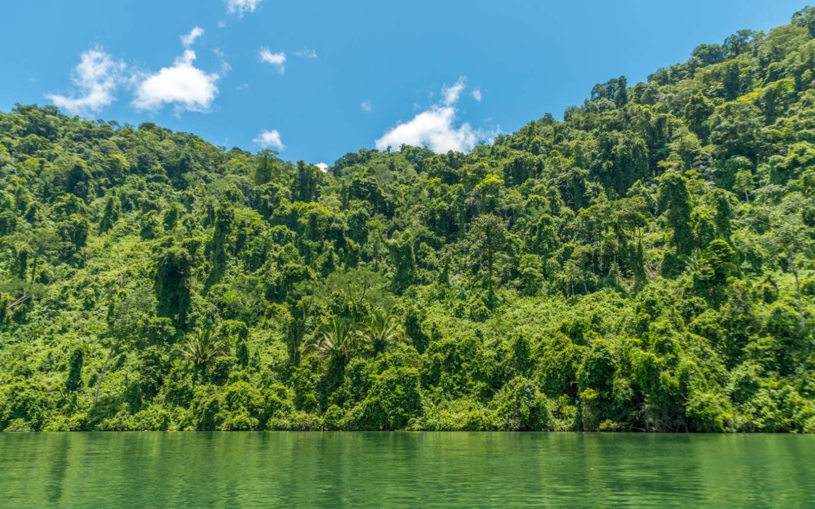 The banks of the Rio Dulce near Livingston, Guatemala