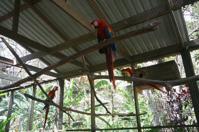 Bird enclosure at Macaw Mountain Park in Copan