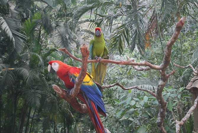 Rescued Macaws at the Macaw Mountain Park in Copan