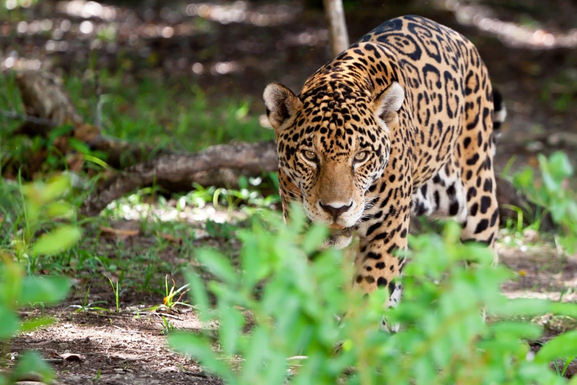 Jaguar near Calakmul