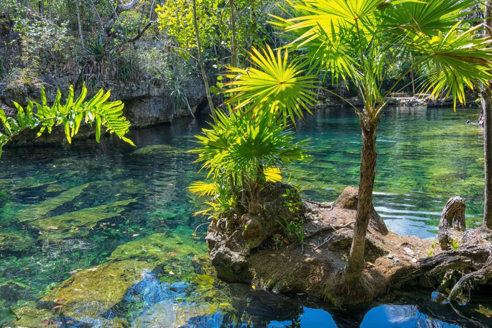 A beautiful cenote in the Yucatan Peninsula of Mexico