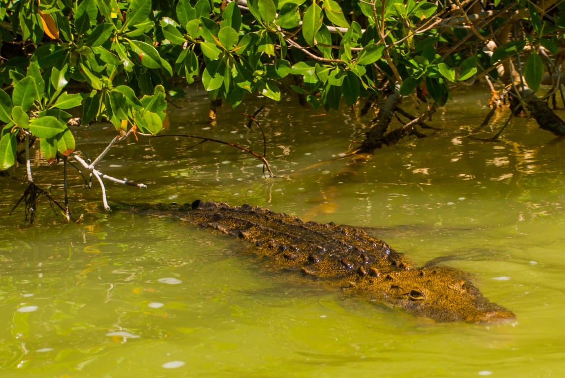 Alligator at Rio Lagartos