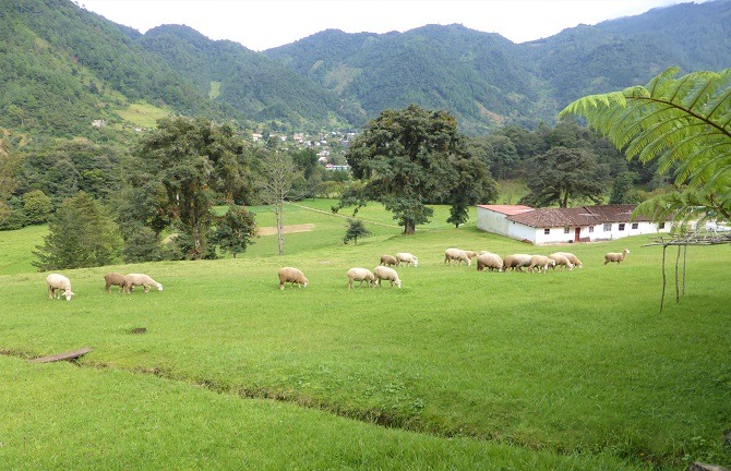 Sheep in field Acul