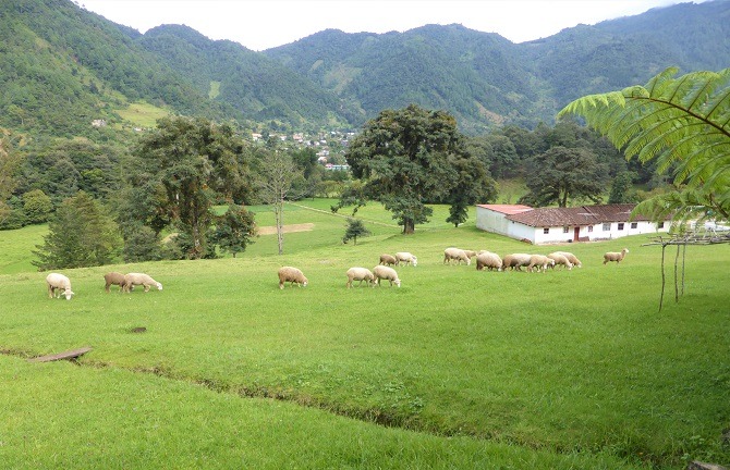 Mil Amores looking towards Acul