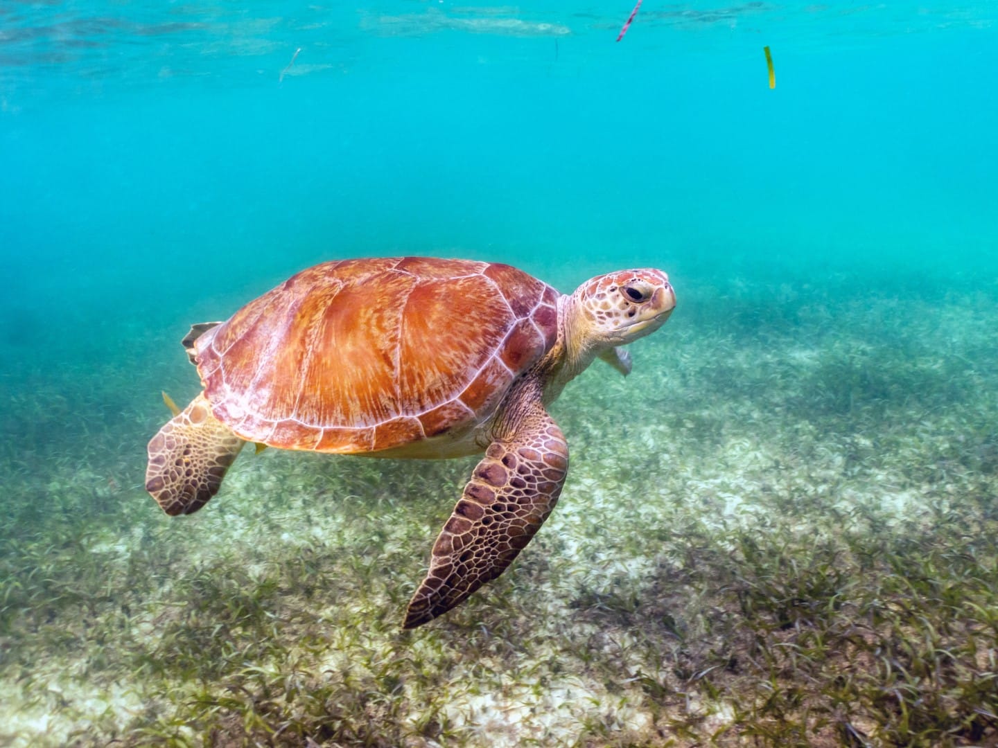 Green sea turtle swimming off the Riviera Maya Mexico