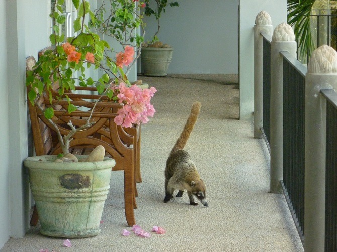 Rocky the Coatimundi going for a stroll around Almond Tree Resort