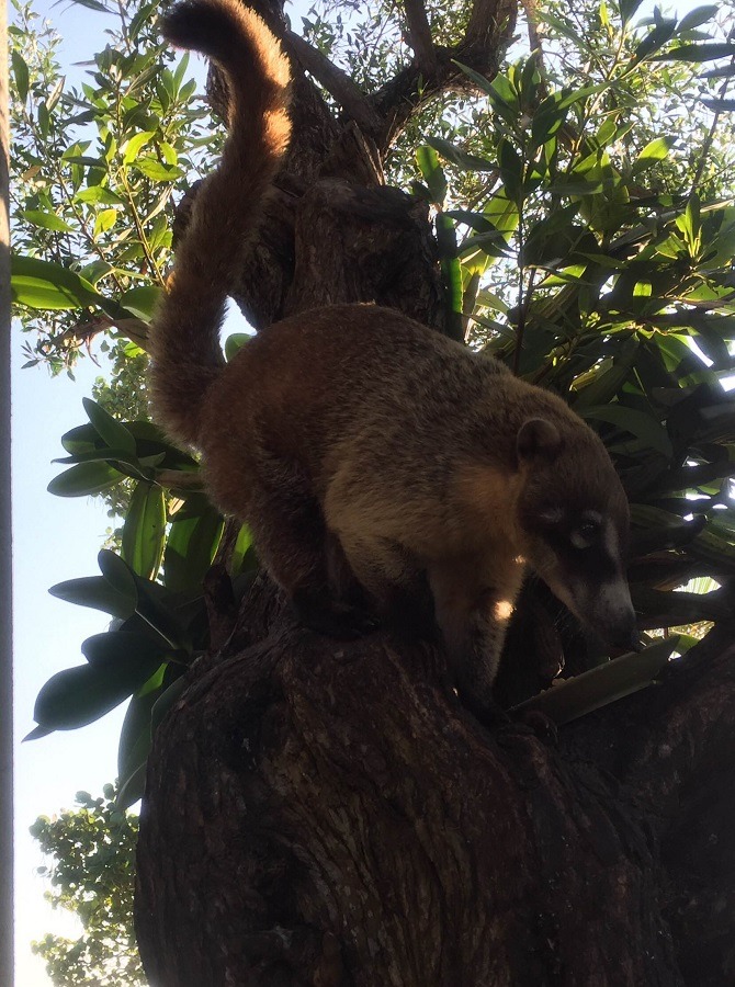 coatimundi