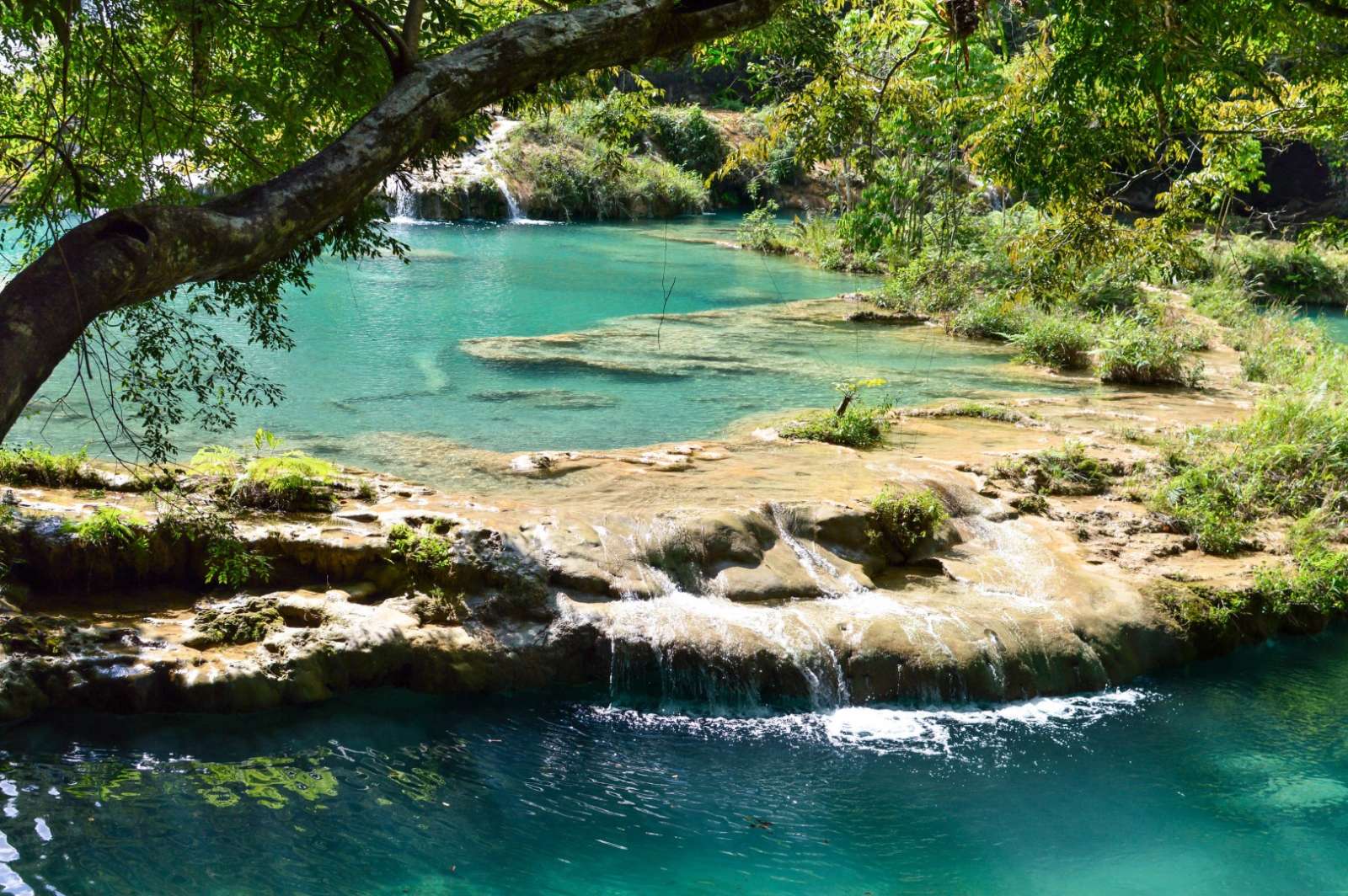 Overhanging tree at Semuc Champey in Guatemala