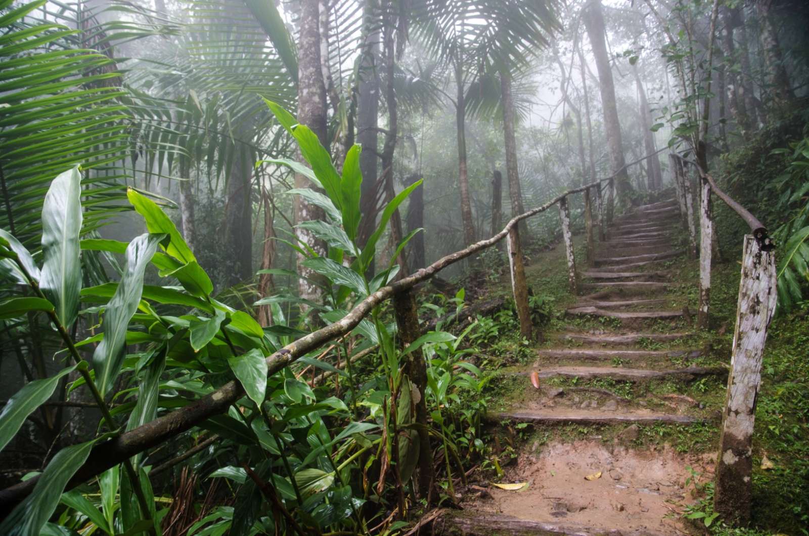 A trail in the Sierra Maestra Cuba