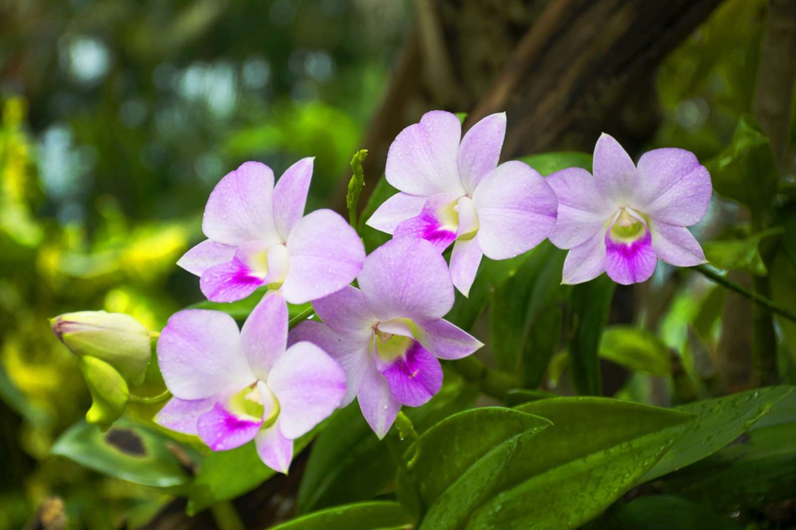 Orchids at Soroa Botanical Gardens in Cuba