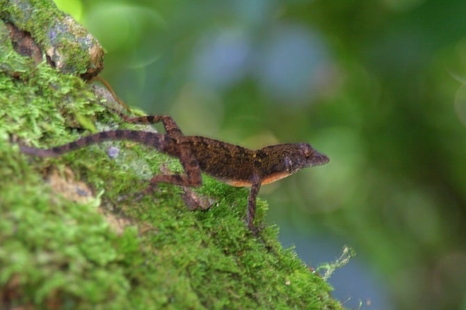 A lizard at Soroa Botanical Gardens in Cuba