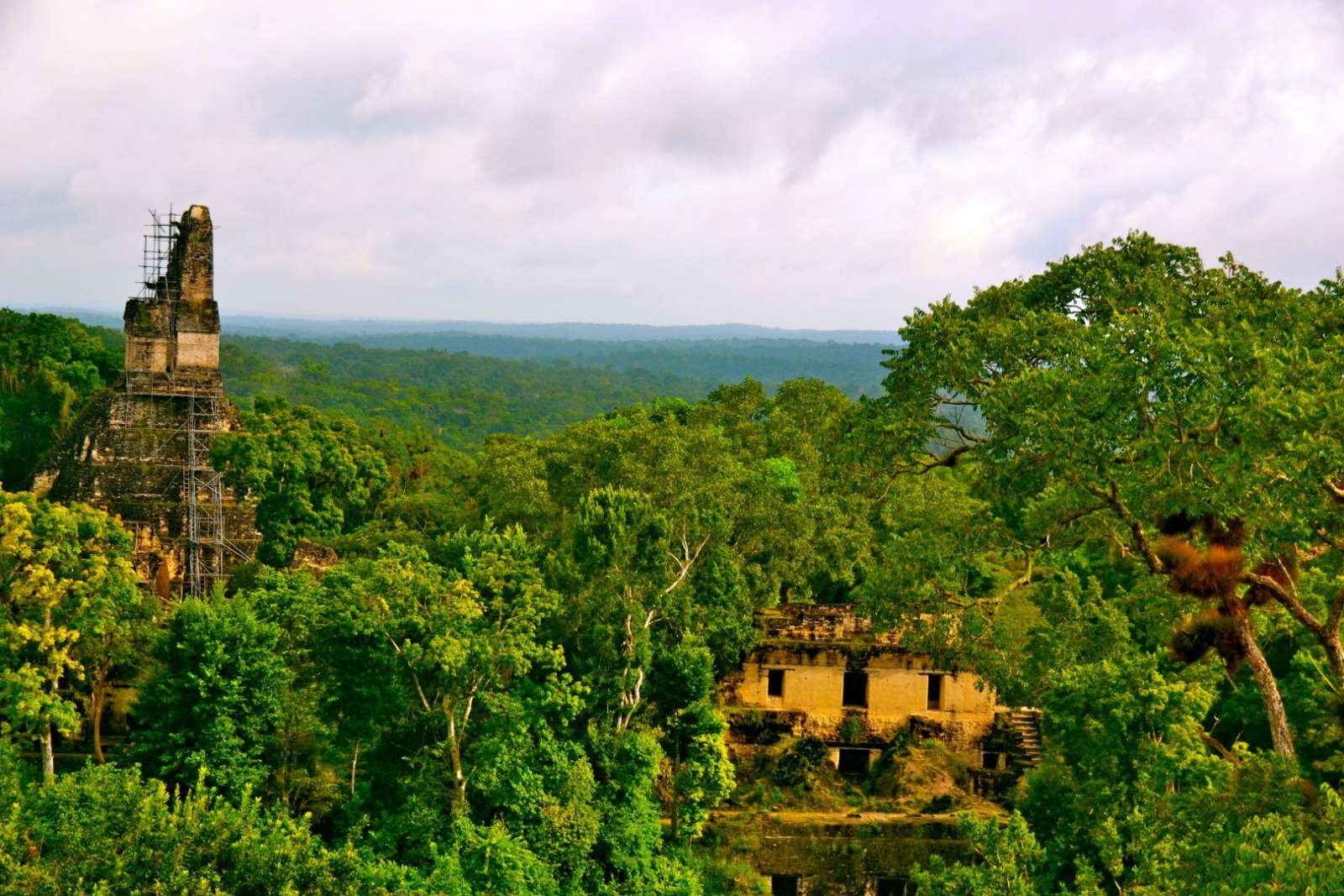 Dense jungle at Tikal, Guatemala