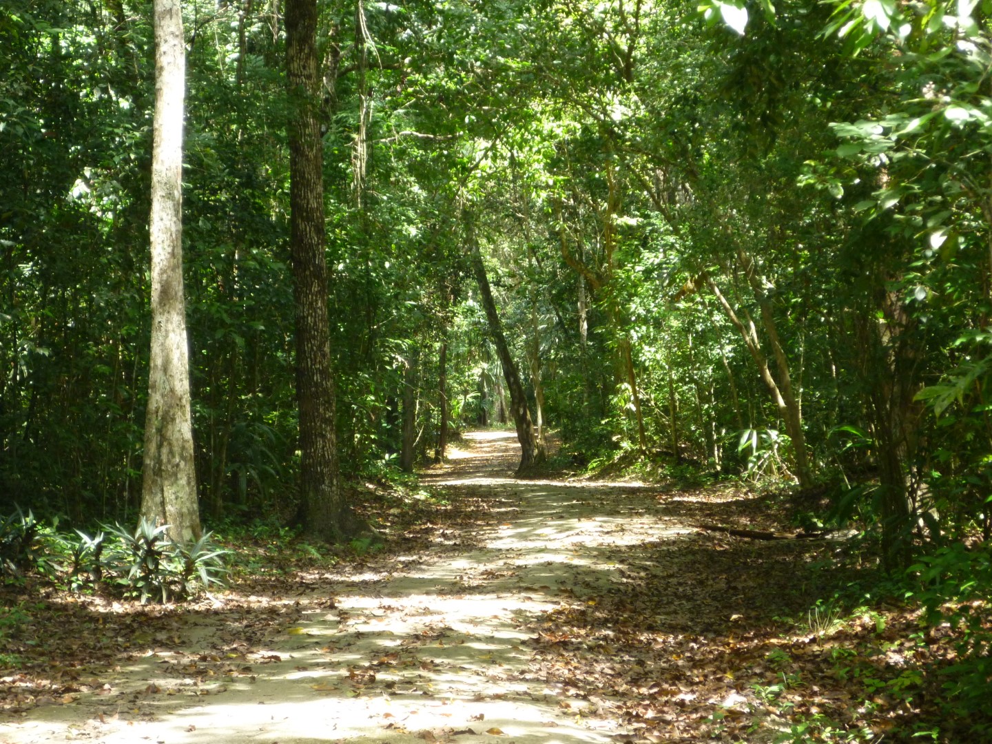 Pathway at Tikal, Guatemala