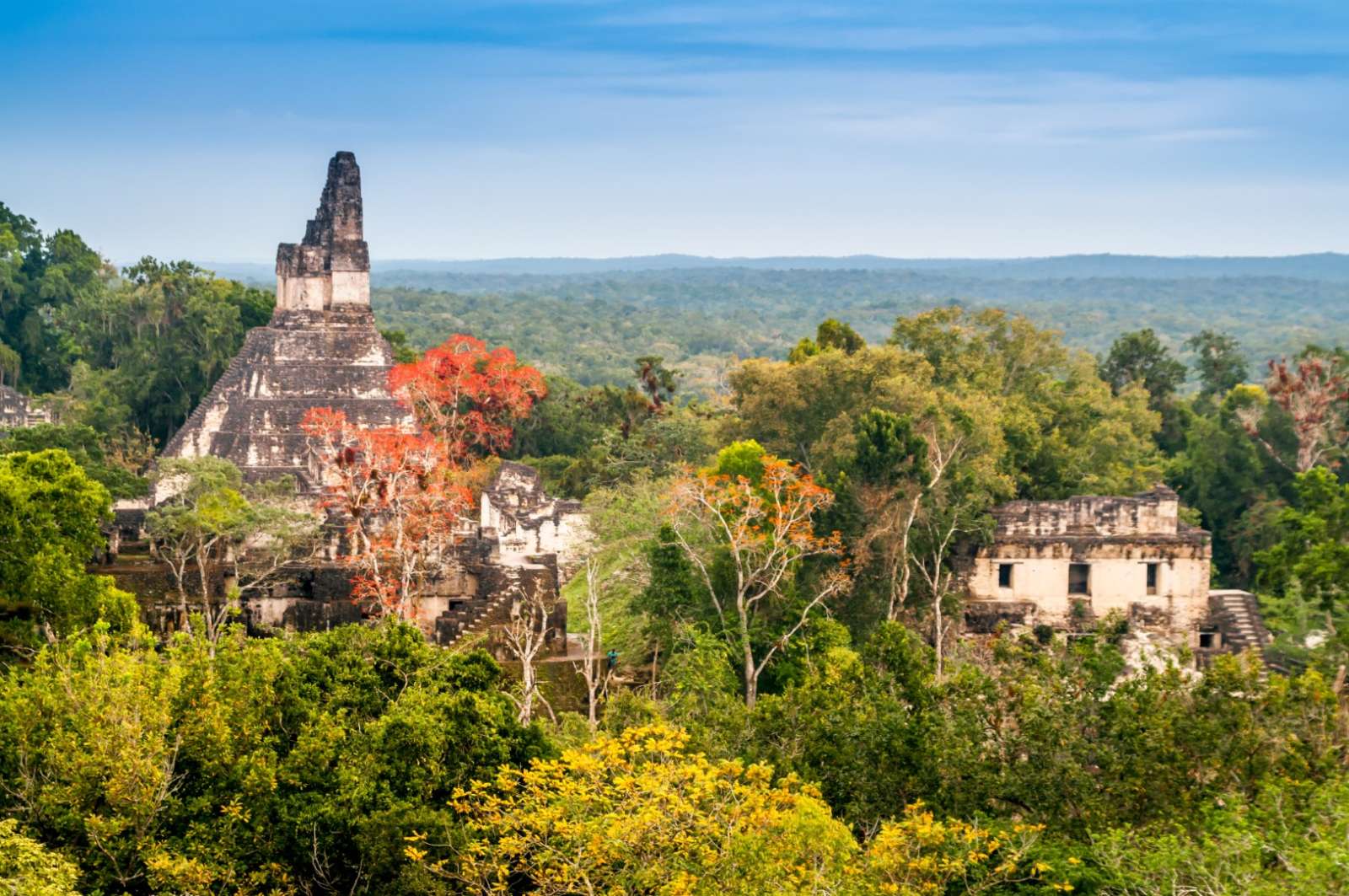 Mayan ruins and red tree at Tikal, Guatemala