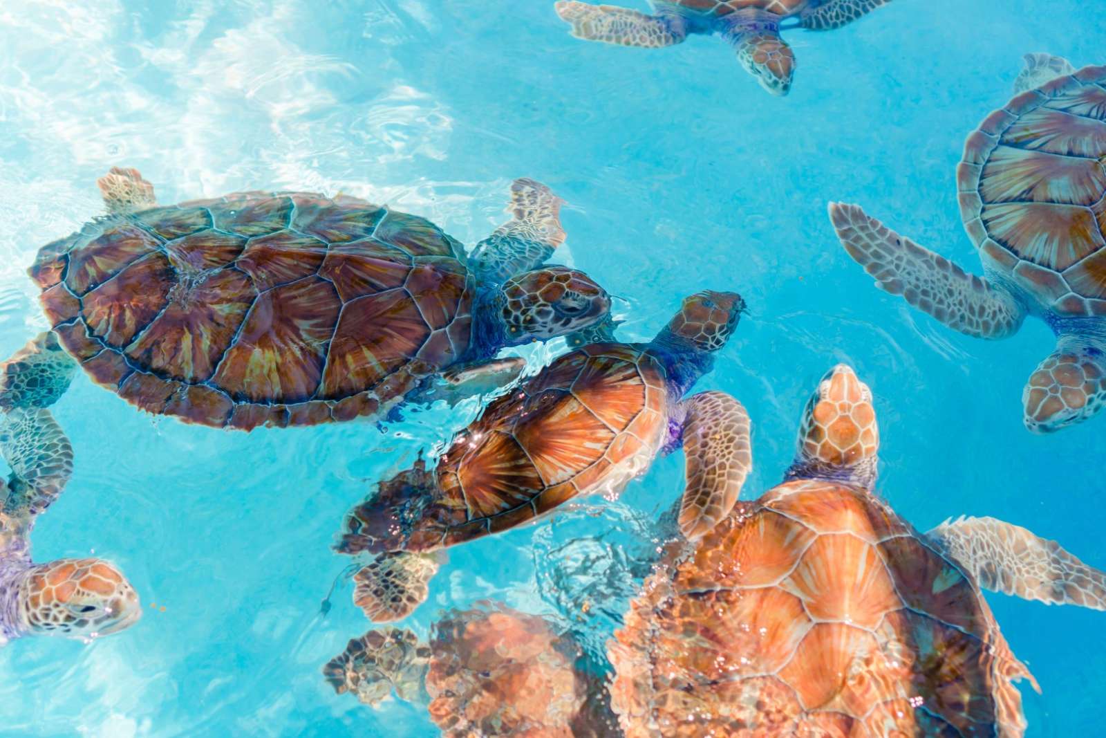 Turtles in Tulum, Mexico