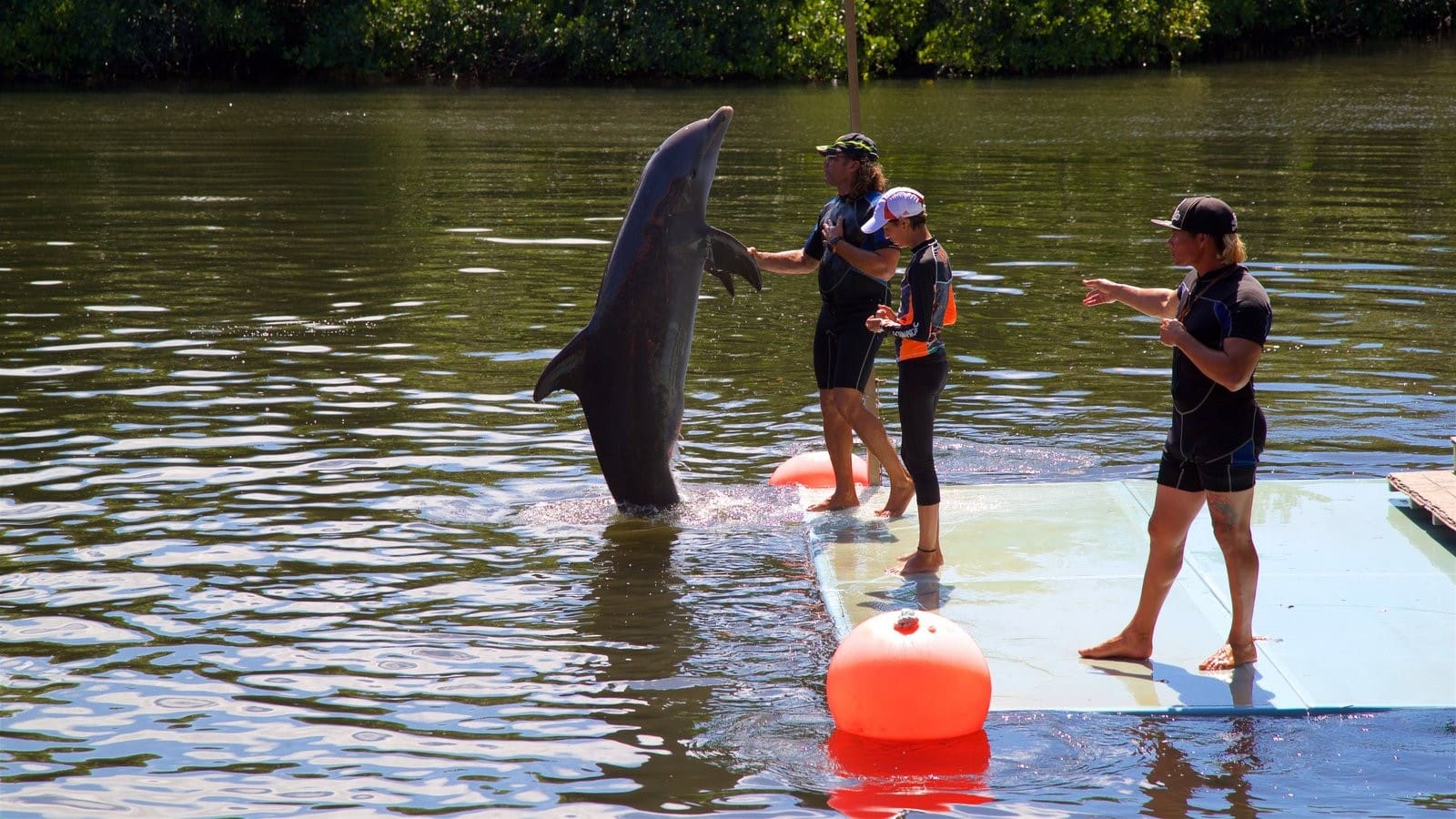 Varadero Cuba Dolphinarium