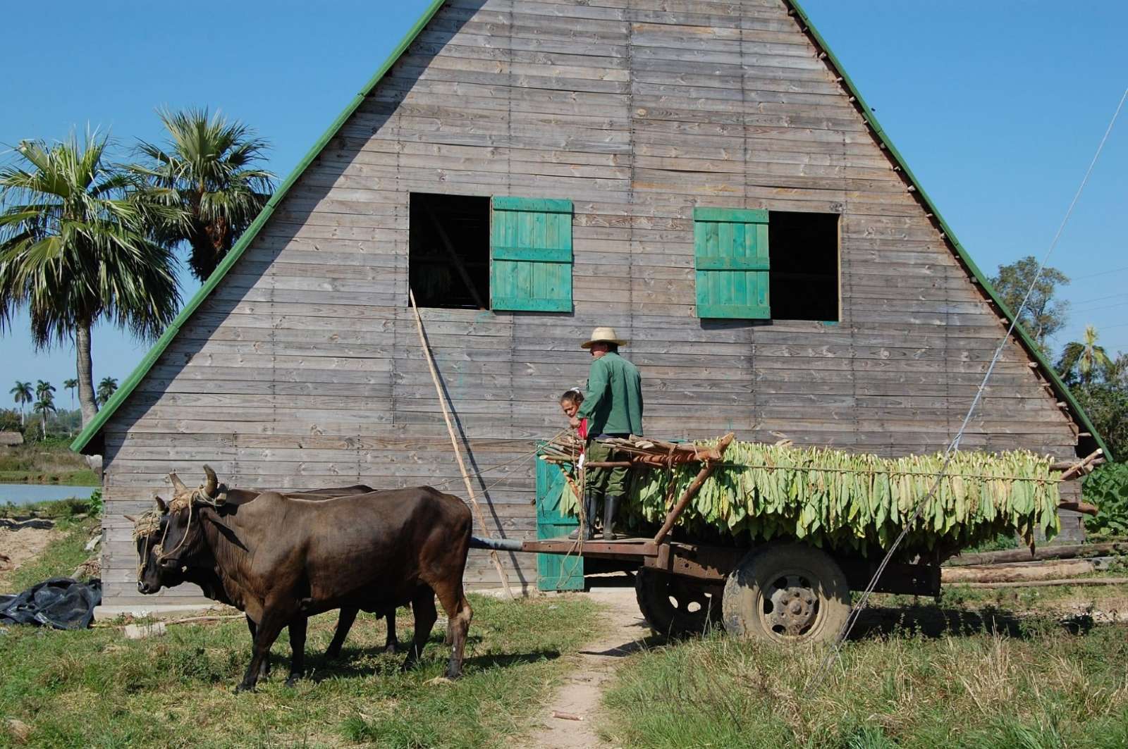 Traditional Vinales tobacco barn and transport