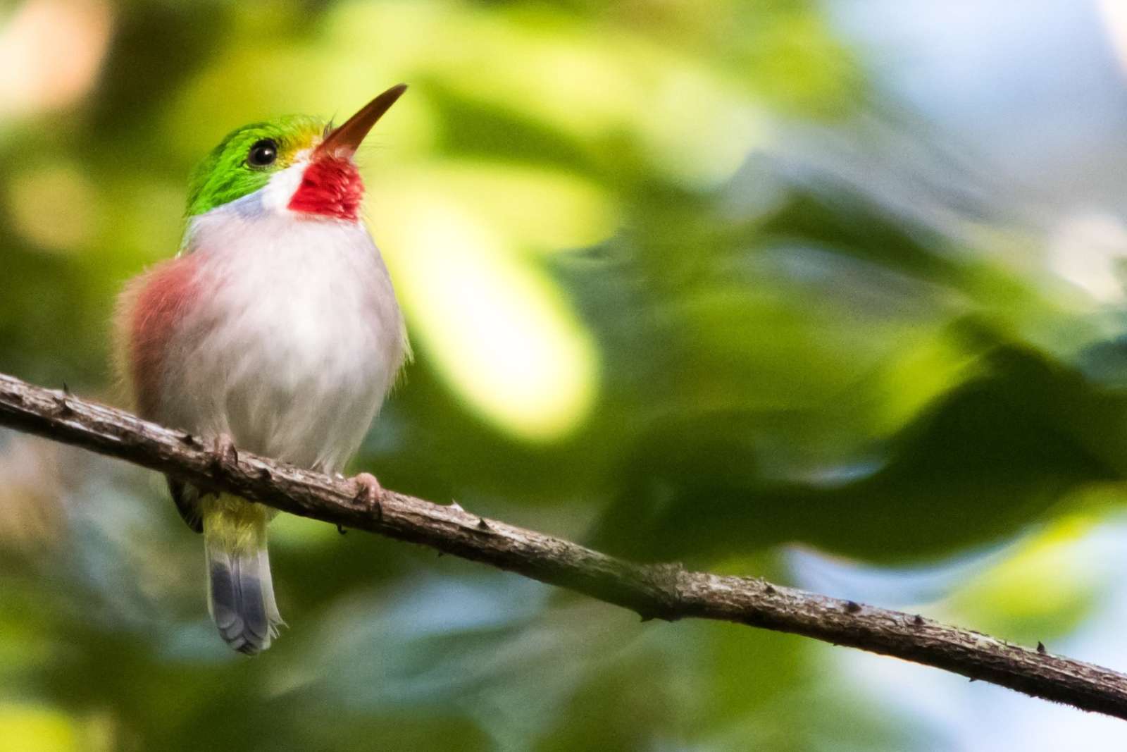 Vinales Cuba Bird