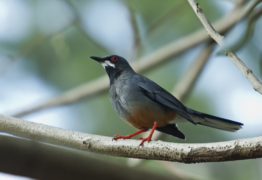 Birdwatching tour of the Vinales Valley